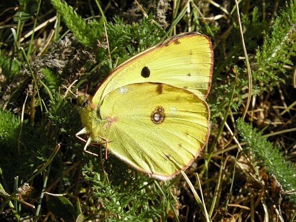 Farfalle dal Gran Sasso